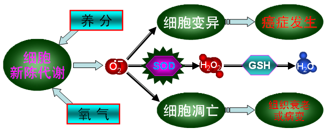 特别在病理过程中产生大量的超氧自由基阴离子,这些超氧自由基阴离子